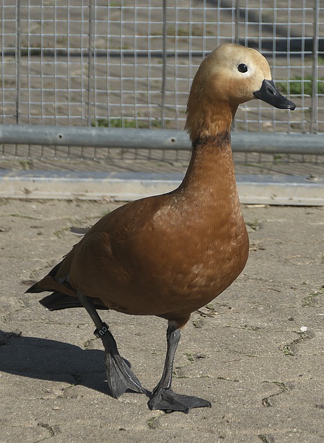 队排名