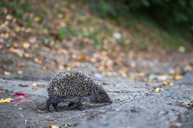 赛中展现的 赛中展现的